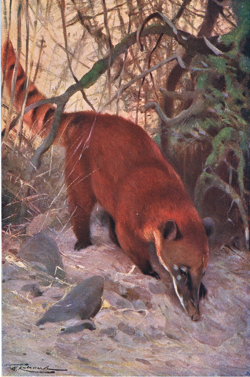Red Coati, da vida selvagem do mundo, publicado por Frederick Warne & Co, c.1900 de Wilhelm Kuhnert
