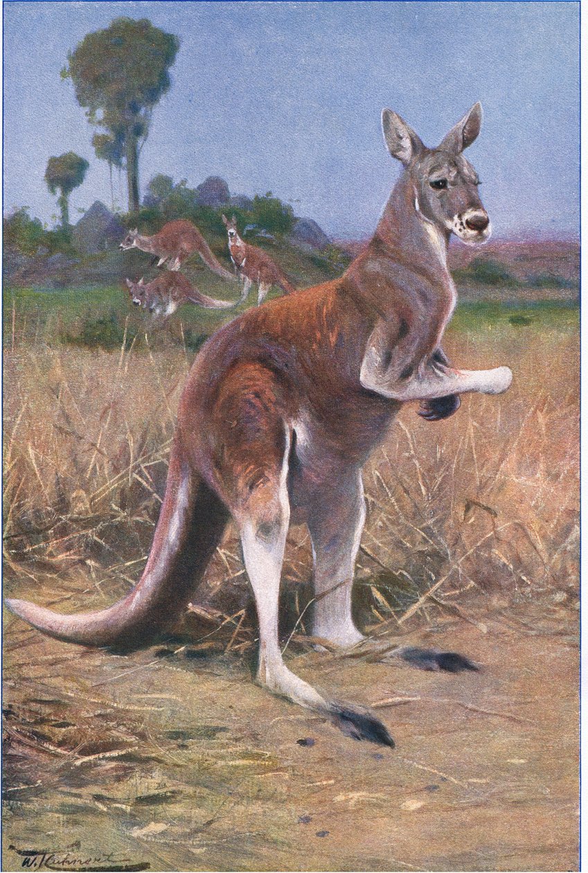 Canguru vermelho, ilustração fromWildlife of the World, c.1910 de Wilhelm Kuhnert