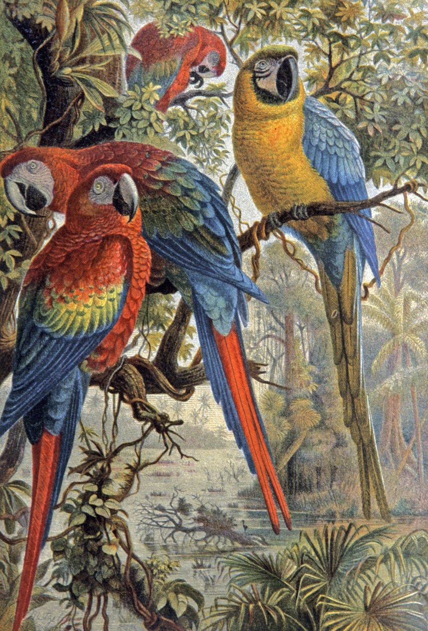 Papagaios vermelhos, c.1910 (ilustração) de Wilhelm Kuhnert
