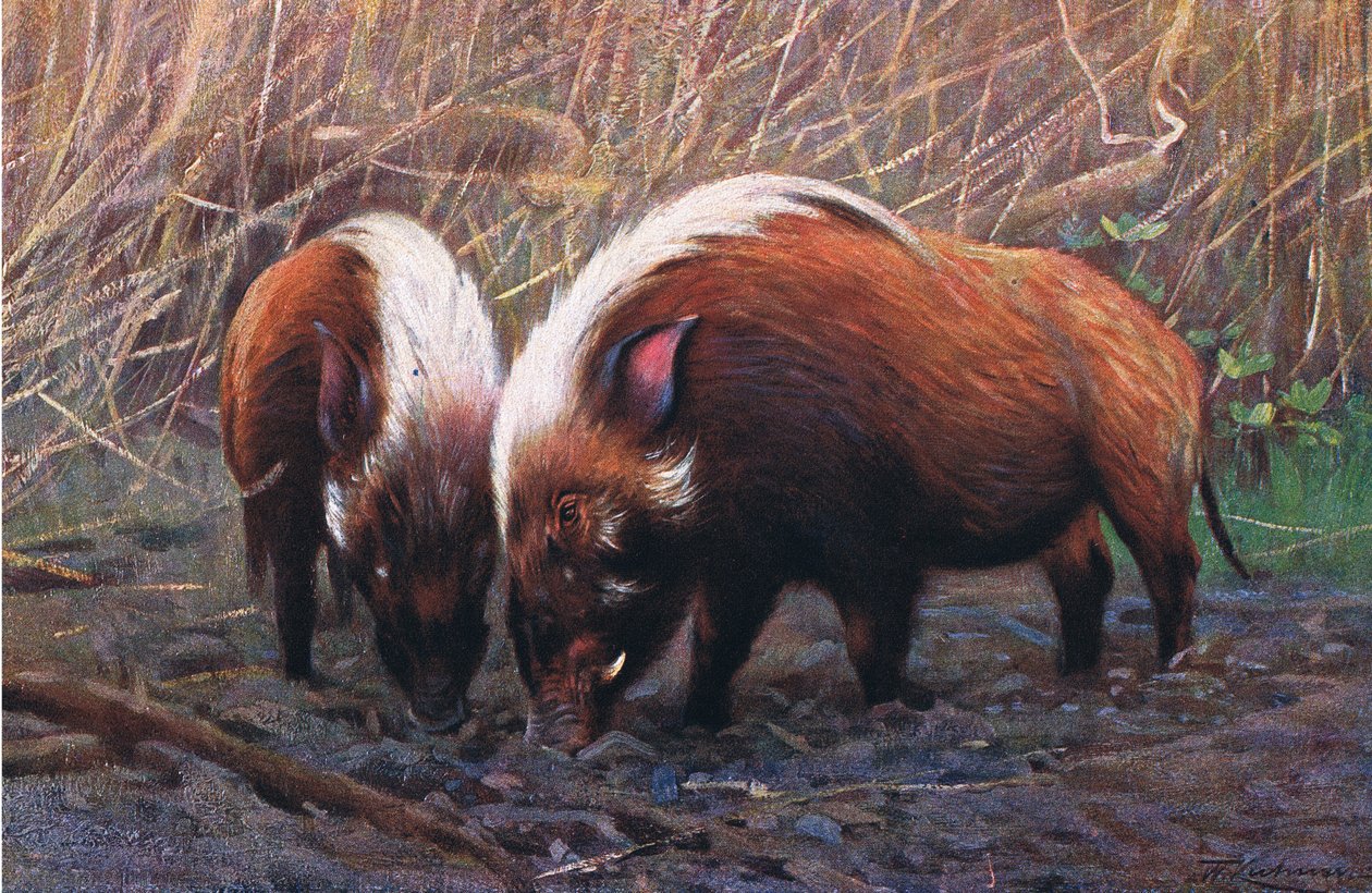 Porco-do-rio, ilustração deWildlife of the World, c.1910 de Wilhelm Kuhnert
