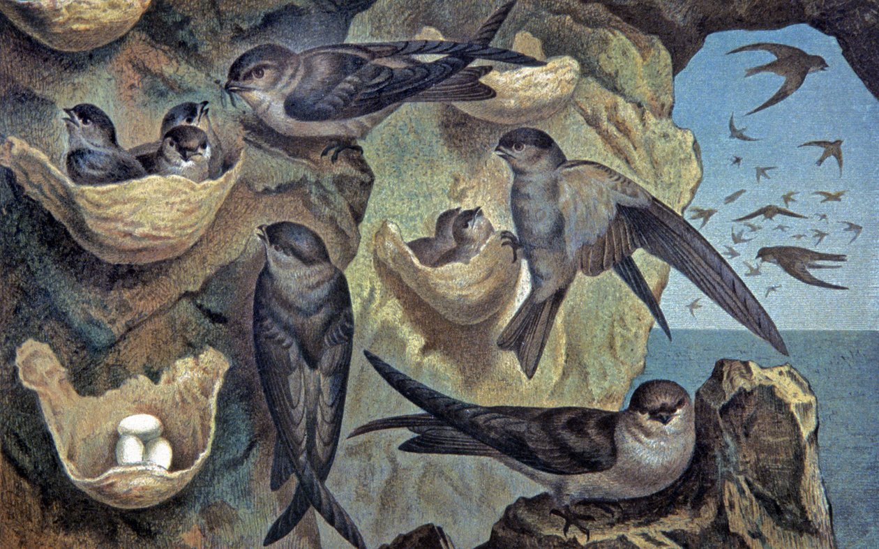 Salangana do Mascareigne, c.1910 (ilustração) de Wilhelm Kuhnert