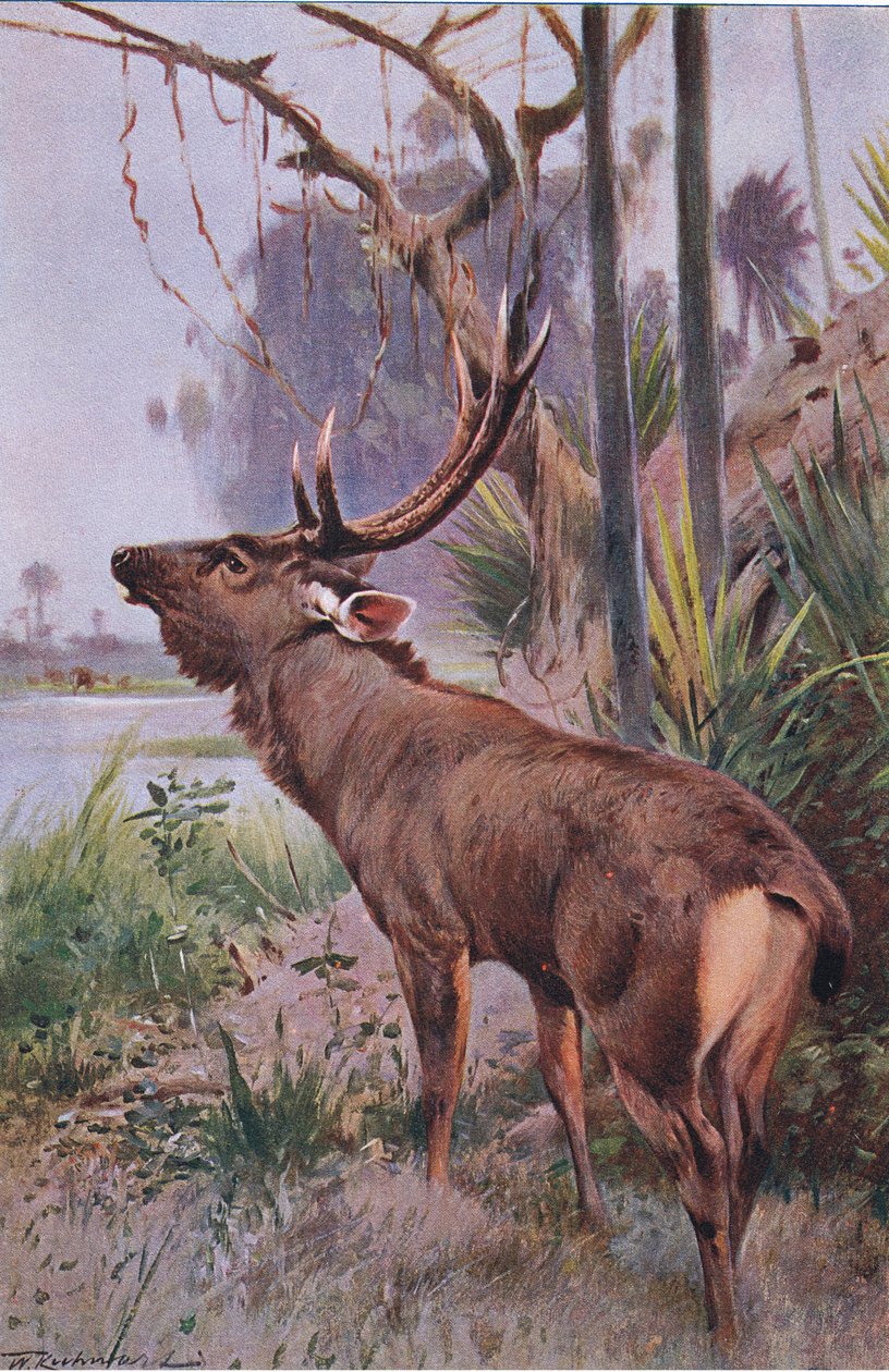 Sambar, da vida selvagem do mundo, publicado por Frederick Warne & Co, c.1900 de Wilhelm Kuhnert
