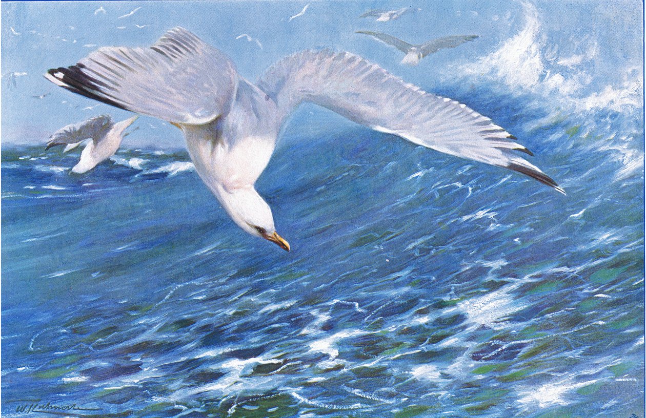 Gaivota de prata, dos animais selvagens do mundo publicada por Frederick Warne & Co, c.1900 de Wilhelm Kuhnert