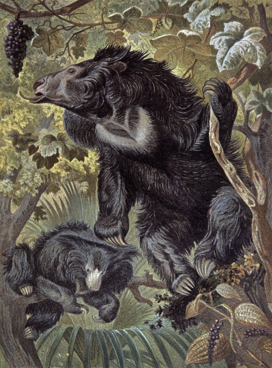 Urso-preguiça de Wilhelm Kuhnert