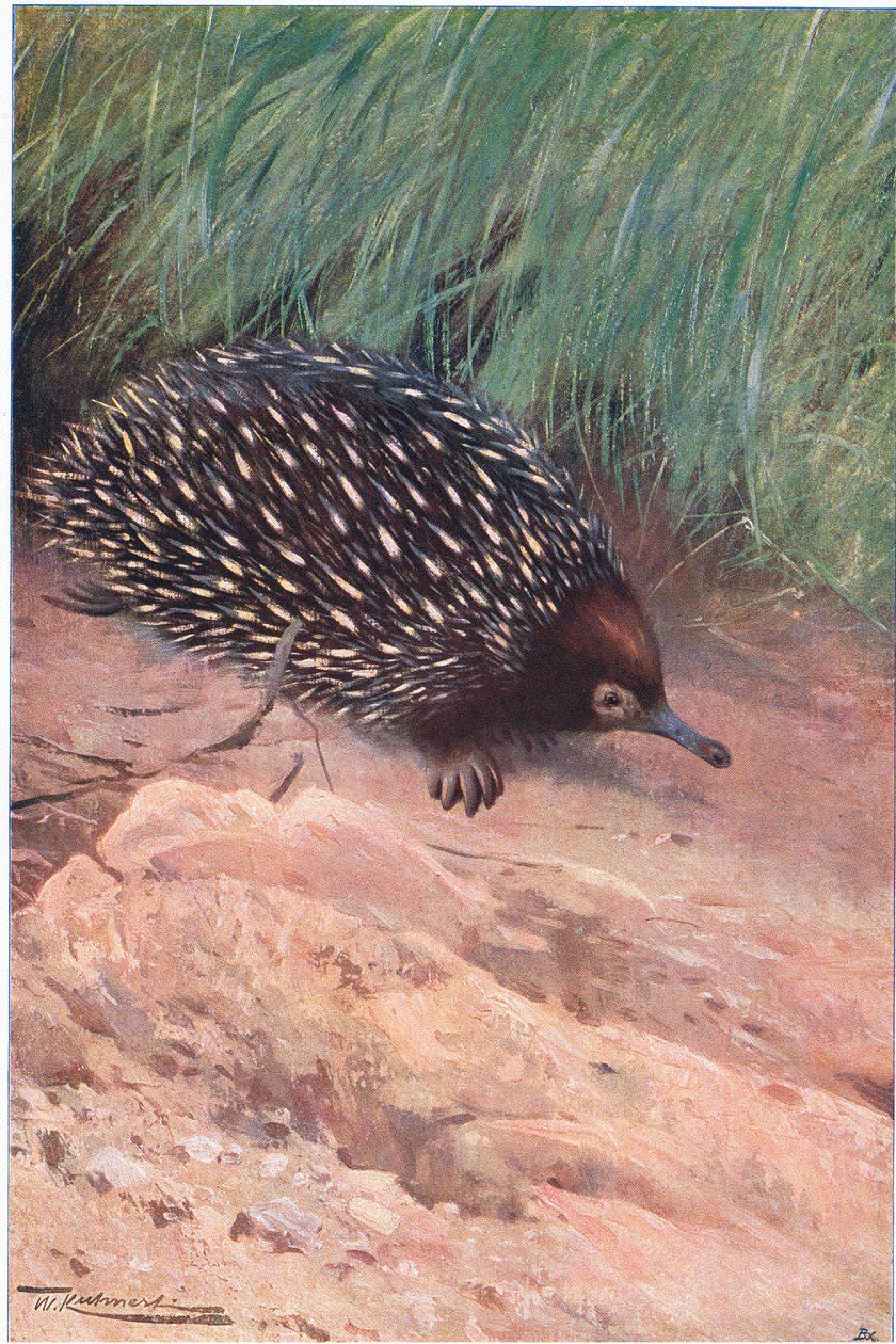 Formiga-Comedor Espinhoso, ilustração da Vida Selvagem do Mundo, c.1910 de Wilhelm Kuhnert