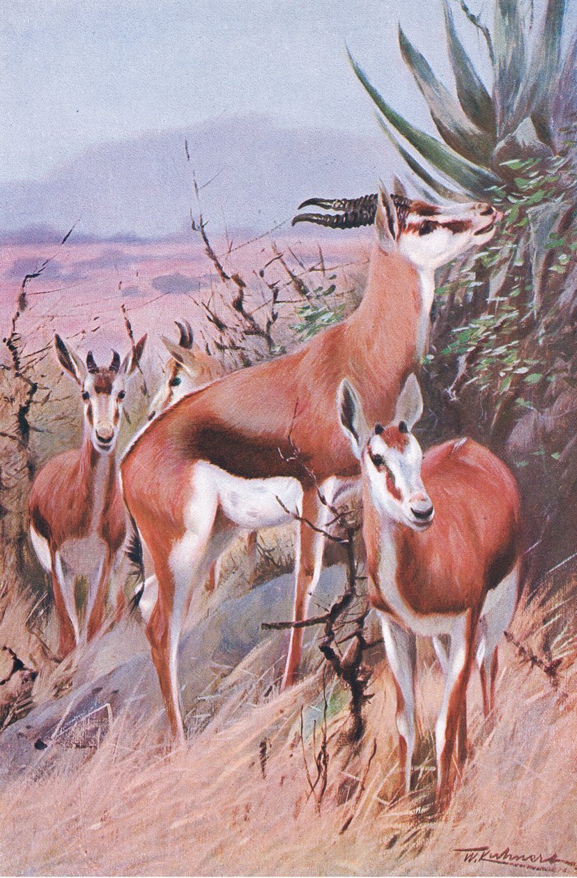 Springbok, ilustração fromWildlife do mundo, c.1910 de Wilhelm Kuhnert