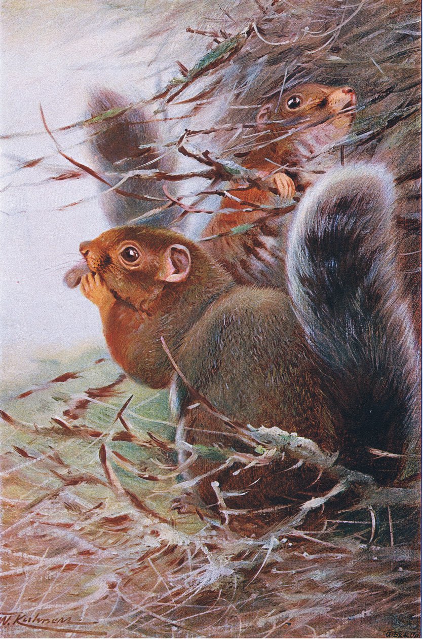 Esquilo de St Paul, ilustração fromWildlife do mundo, c.1910 de Wilhelm Kuhnert