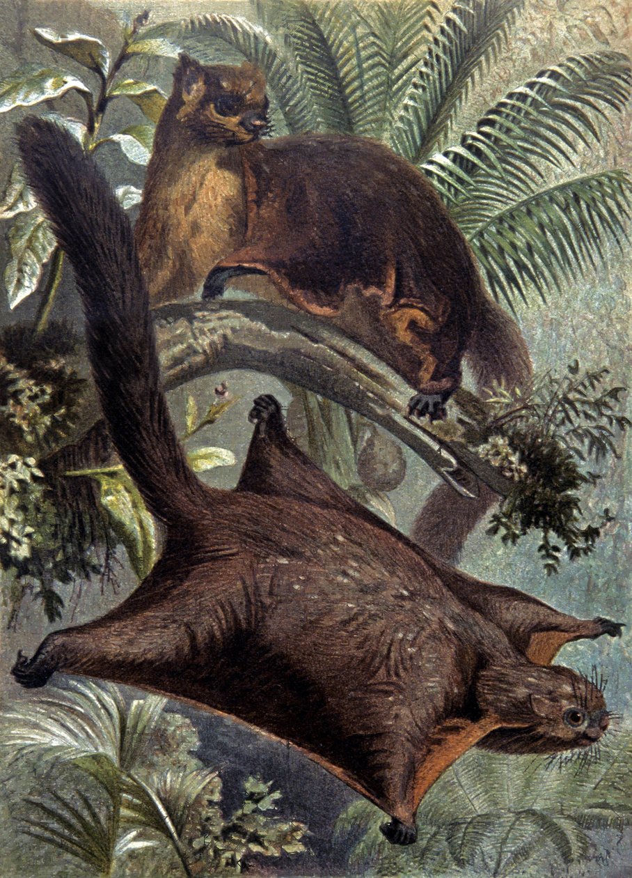 Taguans, esquilo voador de Wilhelm Kuhnert