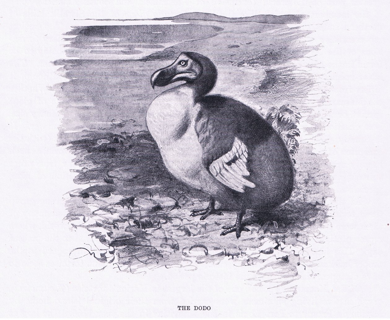 O Dodo, ilustração da vida selvagem do mundo, c.1910 de Wilhelm Kuhnert