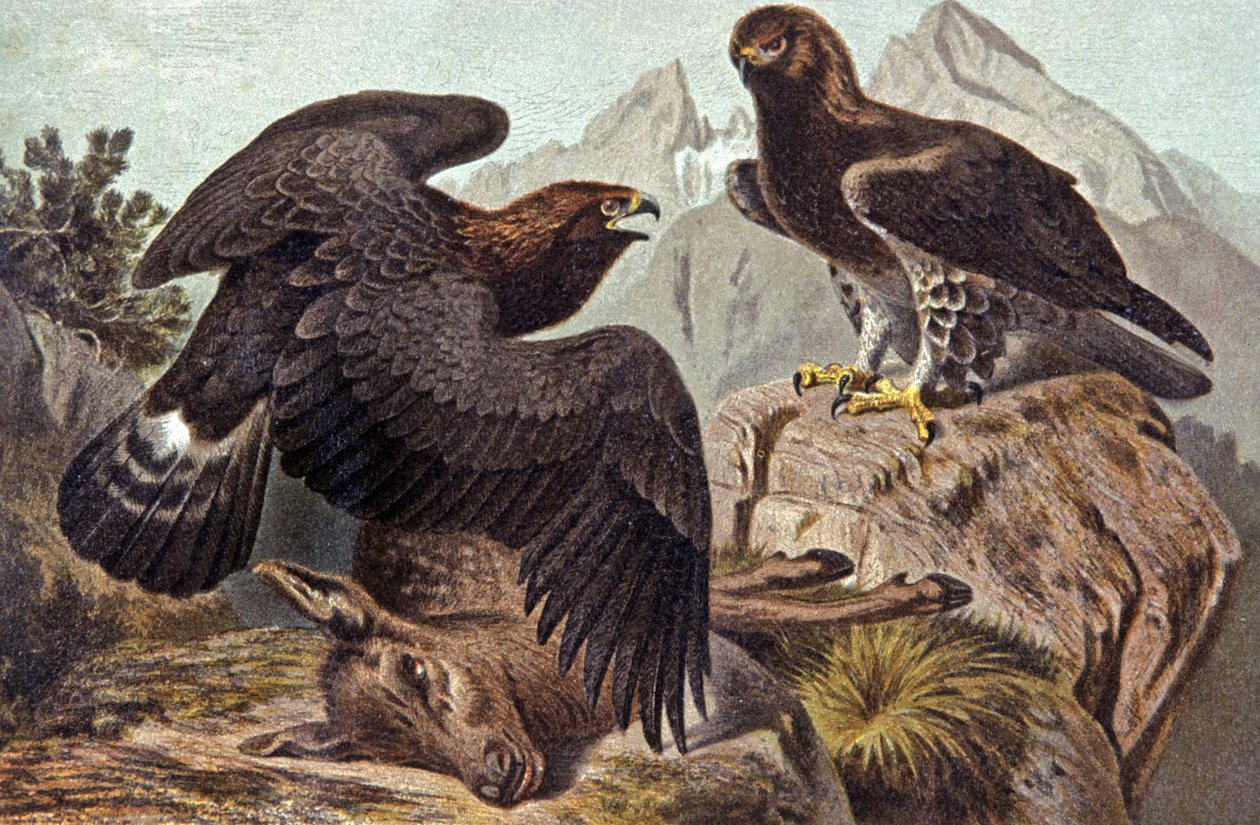 A Águia Real, c.1910 (ilustração) de Wilhelm Kuhnert