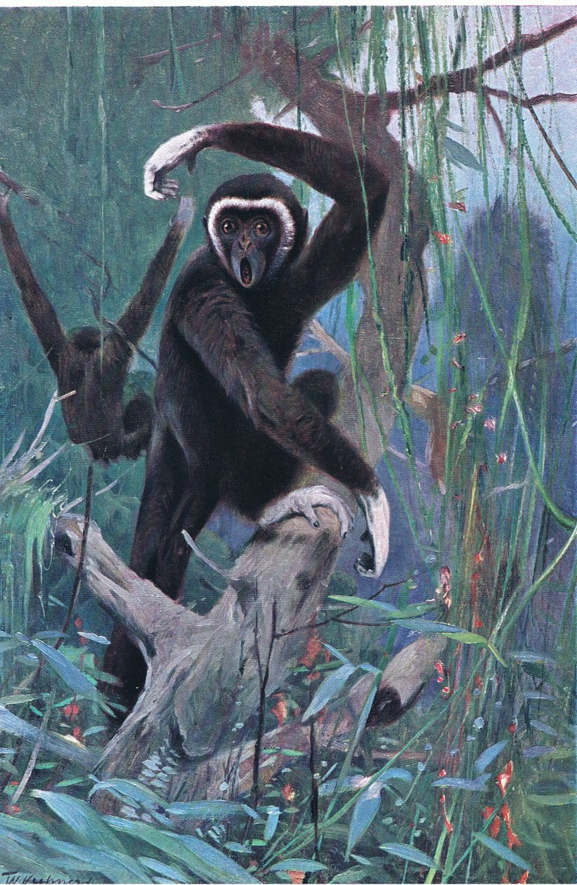 Gibão Branco-Entregue, dos animais selvagens do mundo publicado por Frederick Warne & Co, c.1900 de Wilhelm Kuhnert