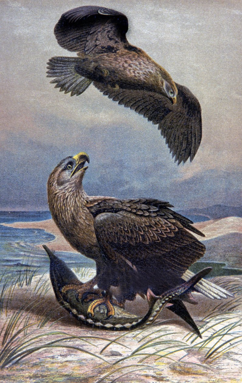 Águia de cauda branca, c.1910 (ilustração) de Wilhelm Kuhnert