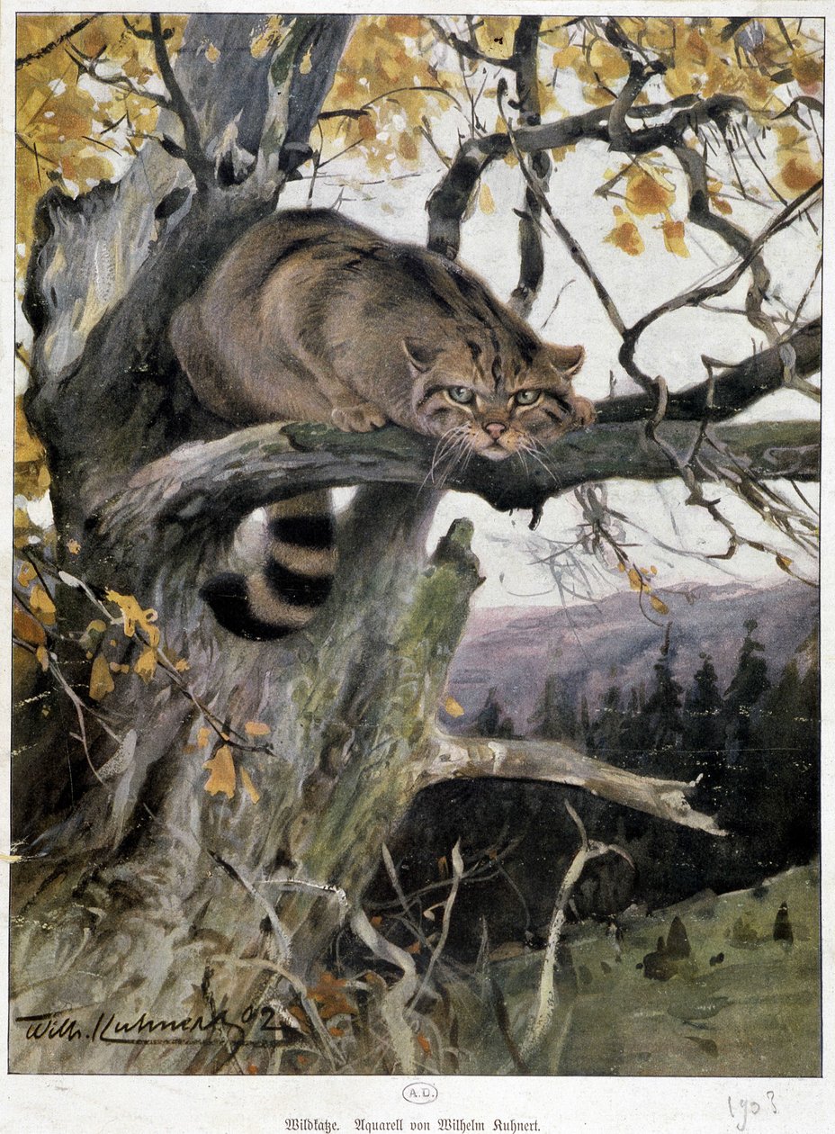 Gato selvagem - Aquarela de Wilhem Ruhnert de Wilhelm Kuhnert