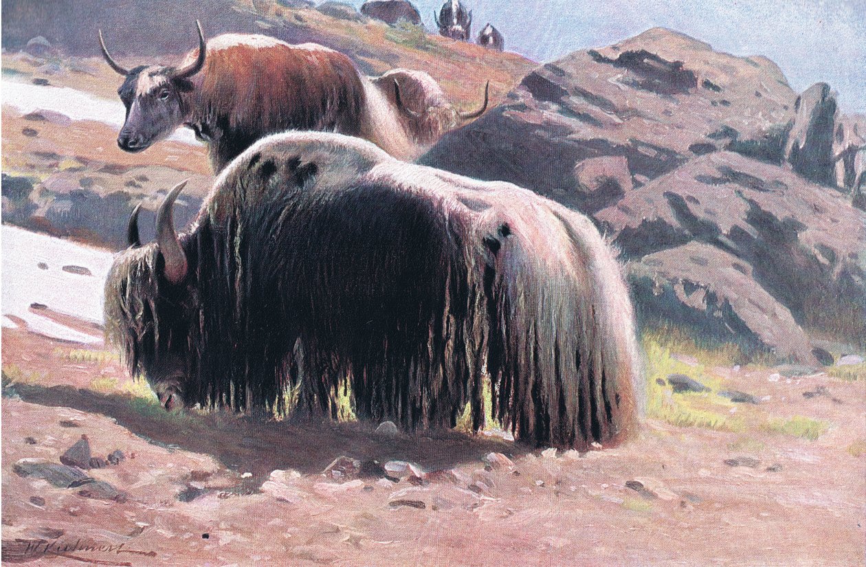 Yak, da vida selvagem do mundo, publicado por Frederick Warne & Co, c.1900 de Wilhelm Kuhnert