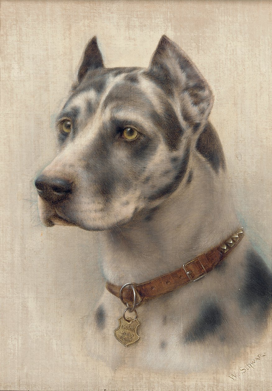 The Head of a Doberman (óleo sobre tela) de Wilhelm Schwar