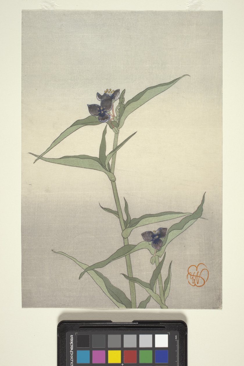 Flower Study, c.1908 (impressão em bloco de madeira a cores) de Wilhelmina Seegmiller