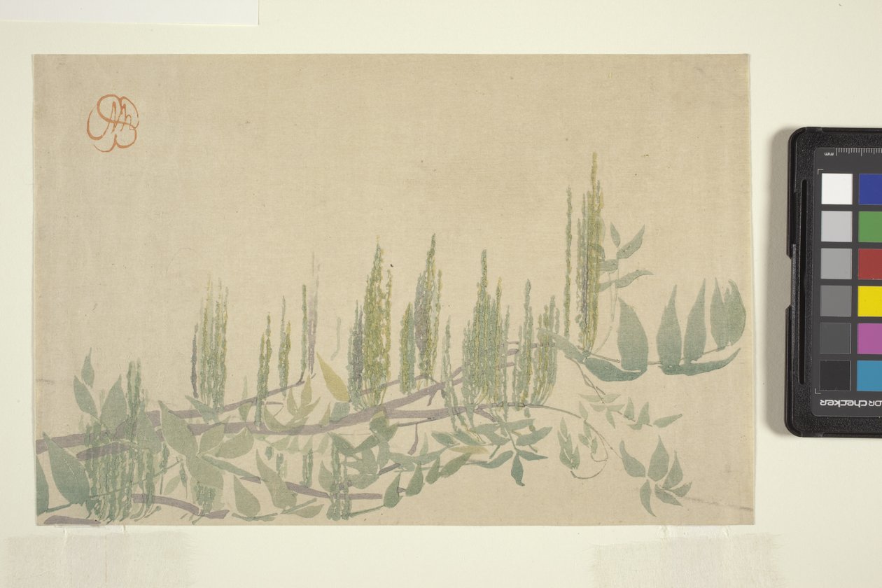Wisteria, c.1908 (impressão em bloco de madeira a cores) de Wilhelmina Seegmiller