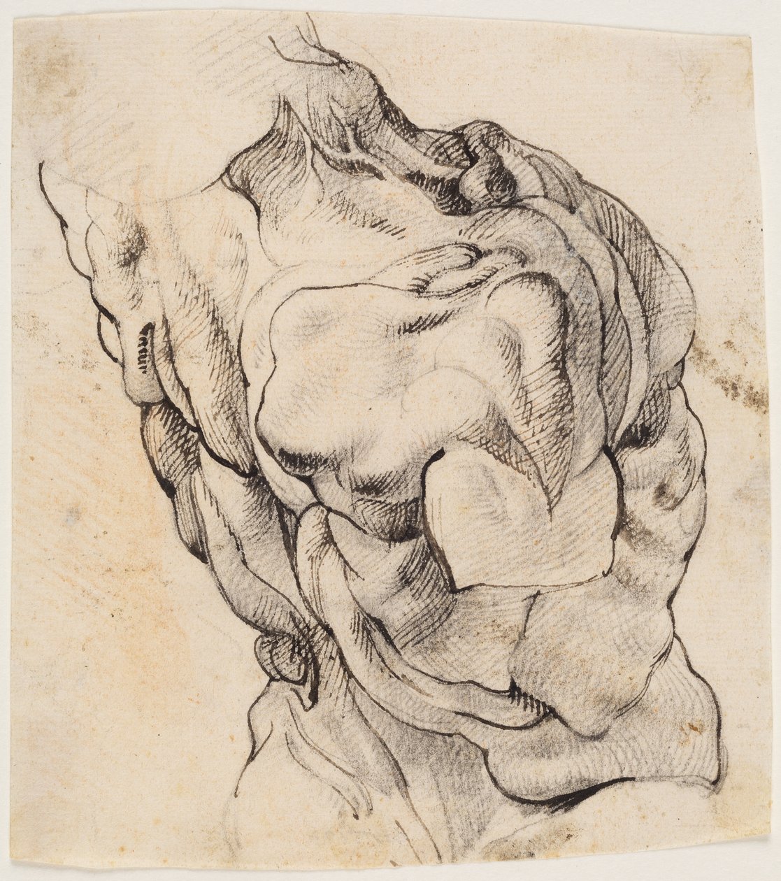 Estudo Anatômico (écorché). Torso de um homem esfolado visto de costas metade virada para a direita de Willem Panneels