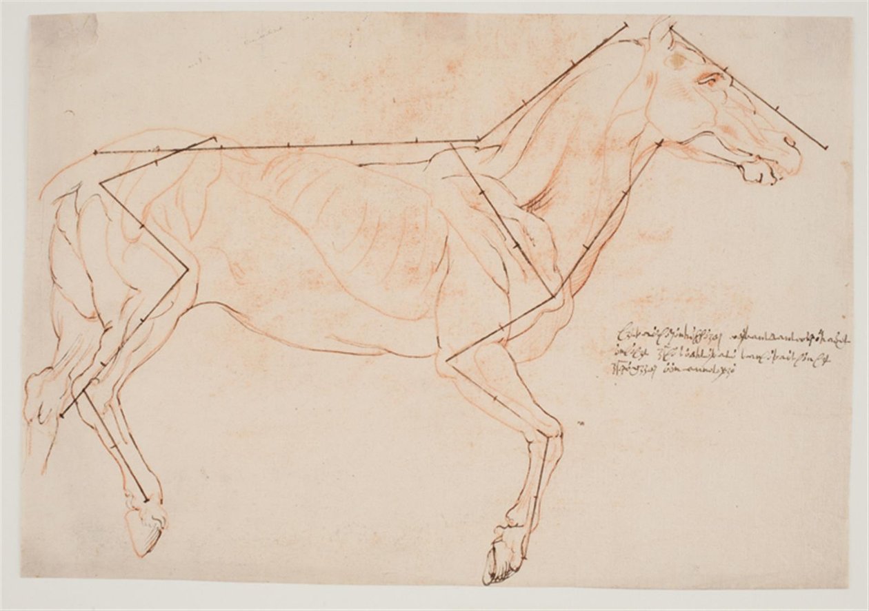 Estudo anatômico e de proporções. Um cavalo de Willem Panneels