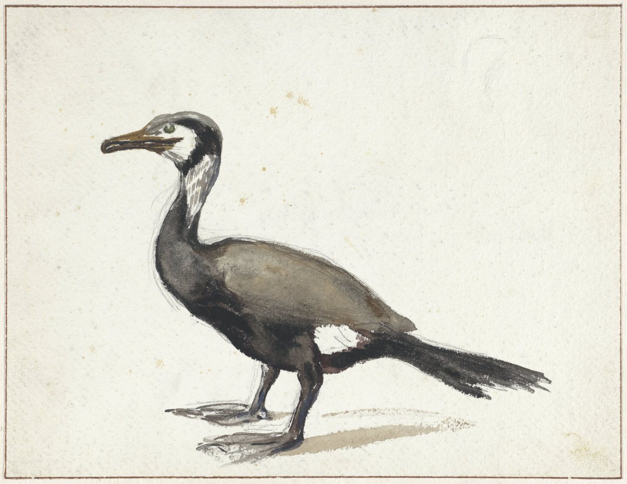 Cormorant de Willem Roelofs (I)