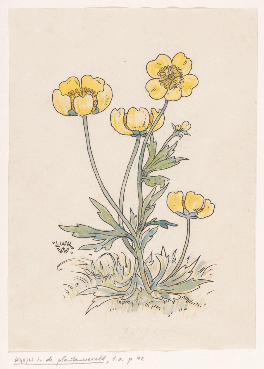 Botões de ouro de Ludwig Willem Reymert Wenckebach