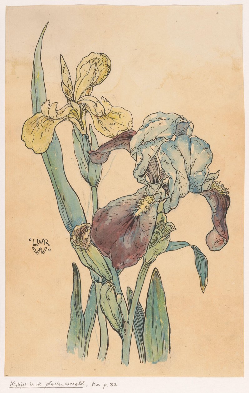 Íris de Ludwig Willem Reymert Wenckebach