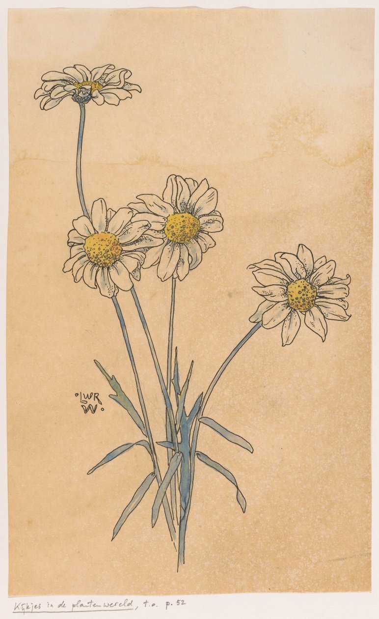 Margaridas brancas de Ludwig Willem Reymert Wenckebach