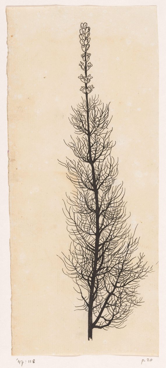 Yarrow de Willem Wenckebach