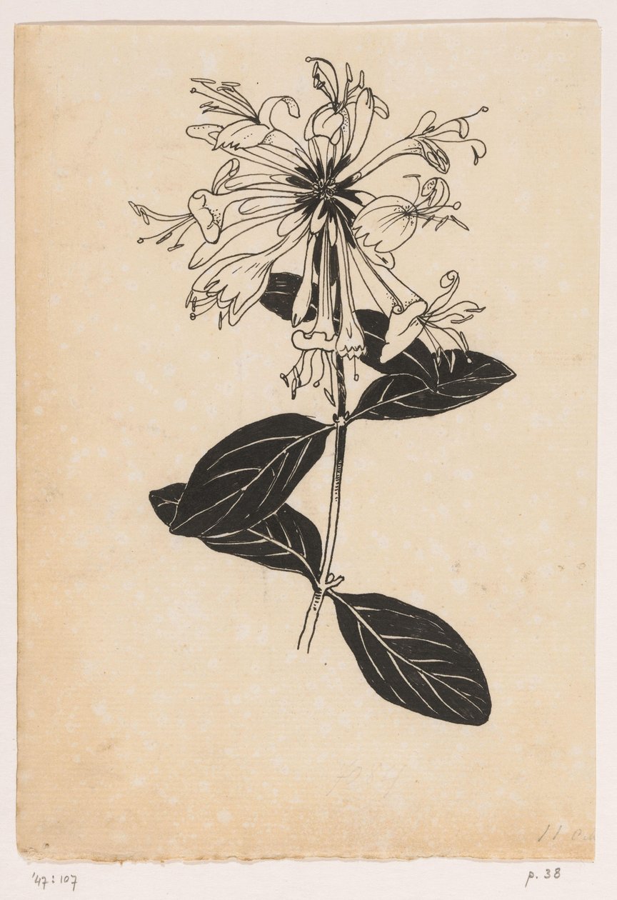 Madressilva de Willem Wenckebach