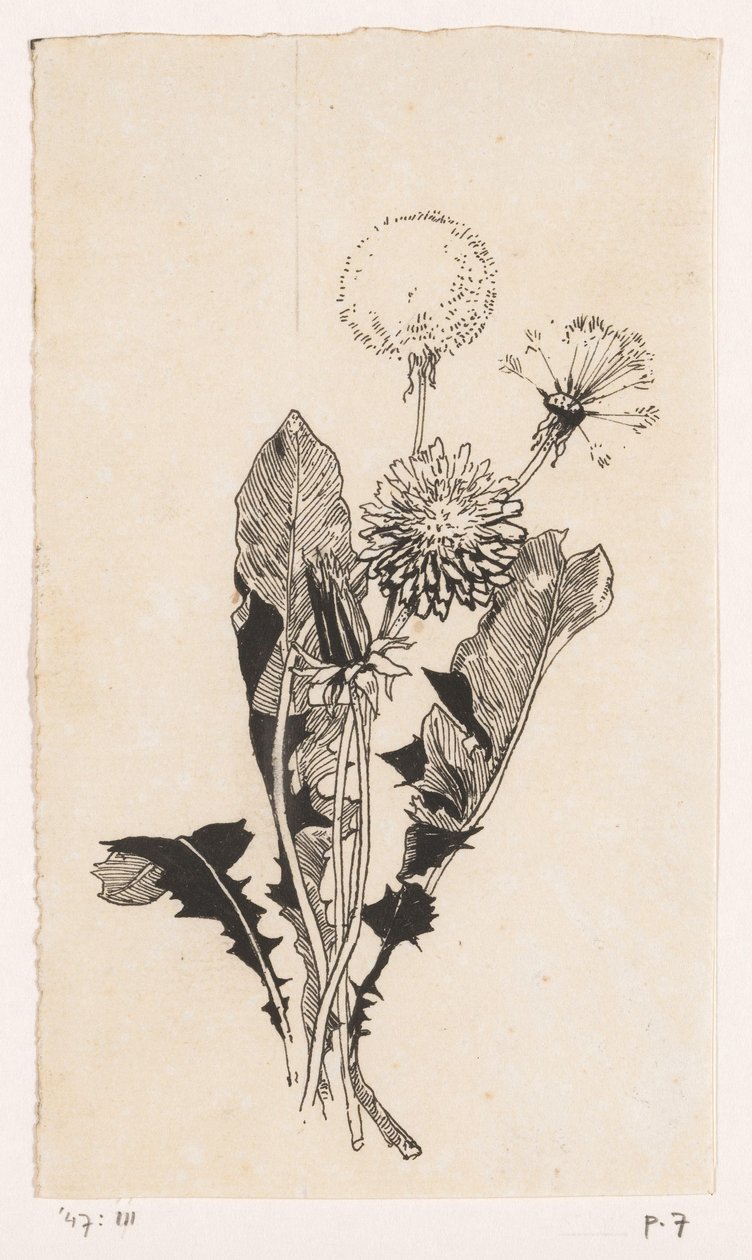 Dente-de-leão de Willem Wenckebach