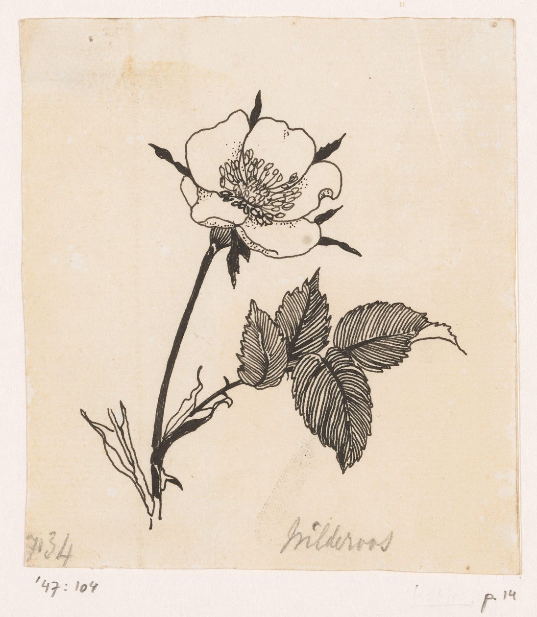 Rosa selvagem de Willem Wenckebach