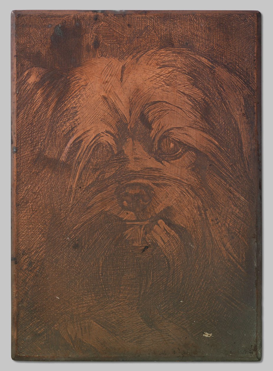 Cão Febo de Willem Arnoldus Witsen