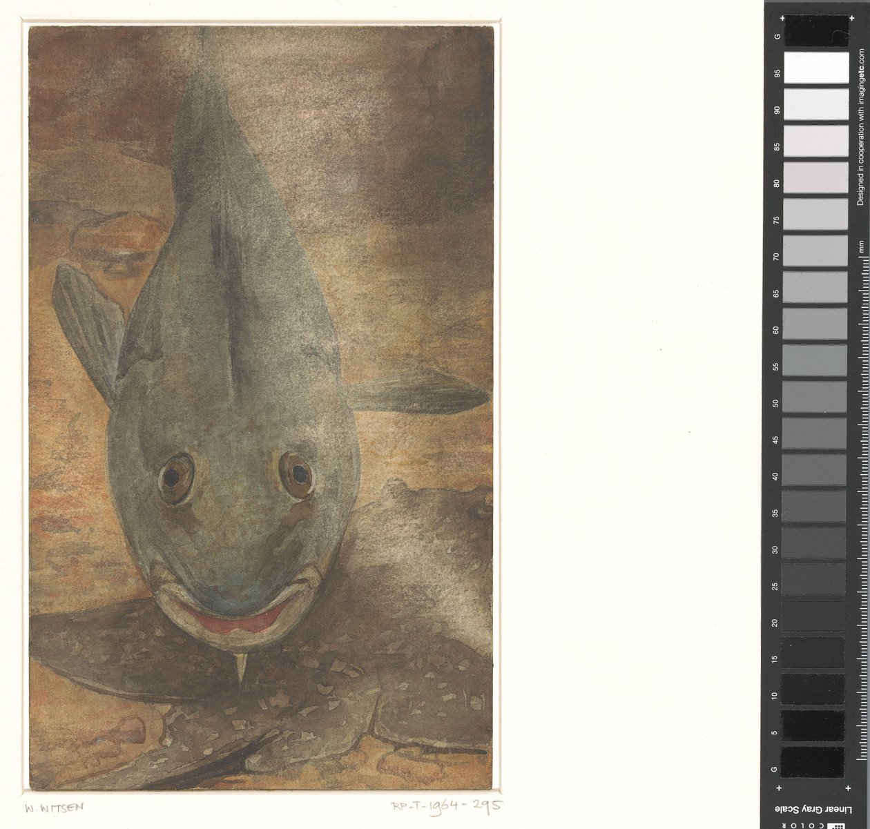 Peixes vistos de frente de Willem Arnoldus Witsen