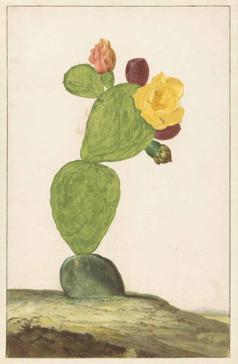 Pêra de figo em flor de Willem de Heer