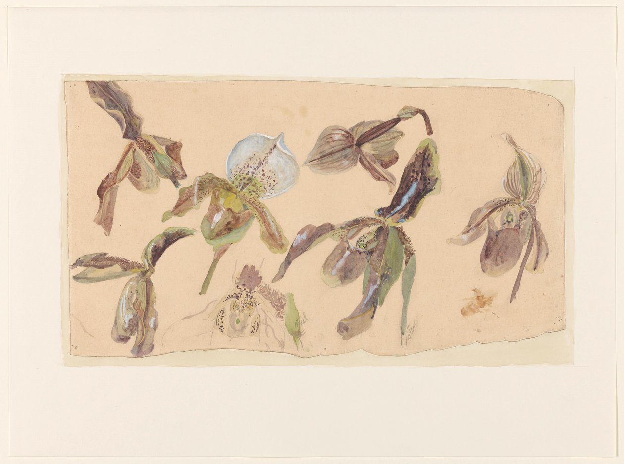Sete estudos de orquídeas de Willem van Konijnenburg