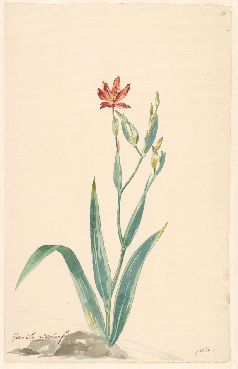 Flor de leopardo em uma paisagem de Willem van Leen (attributed to)