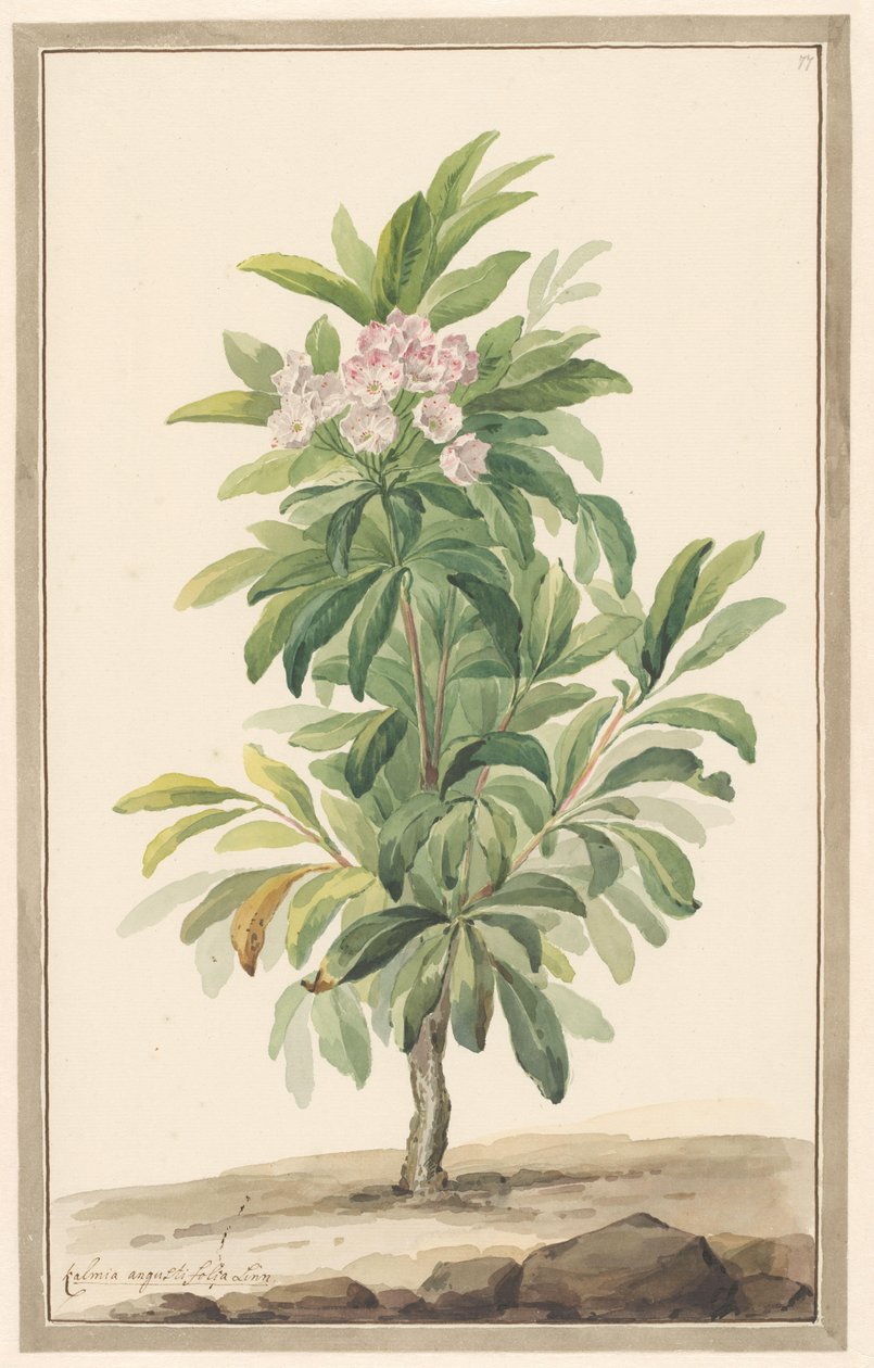 Smalbladige lepelboom na paisagem (Kalmia Angustifolia) de Willem van Leen (attributed to)