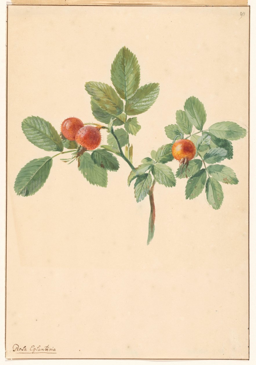 Ramo com ancas de rosa de Willem van Leen (attributed to)
