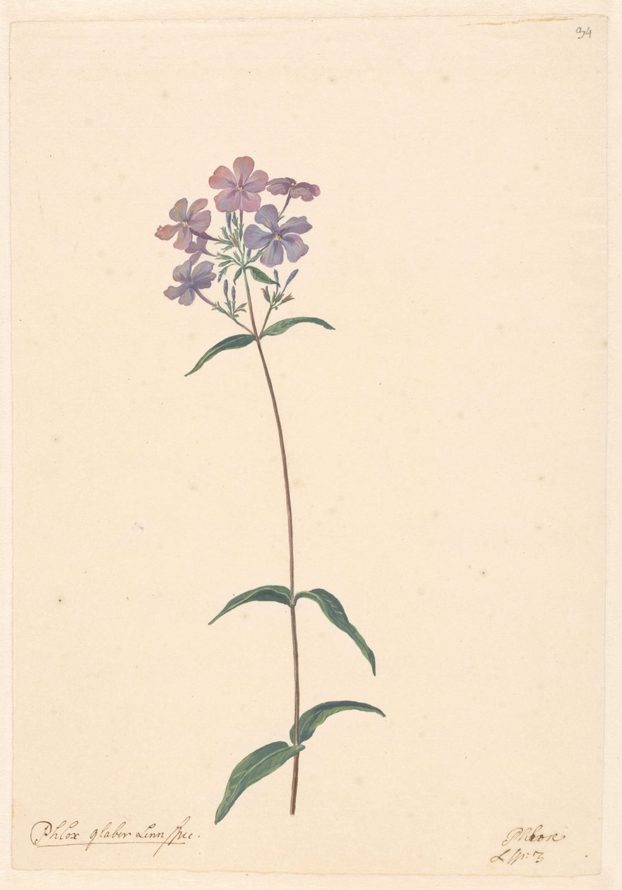 Ramo de um loxo de Willem van Leen (attributed to)