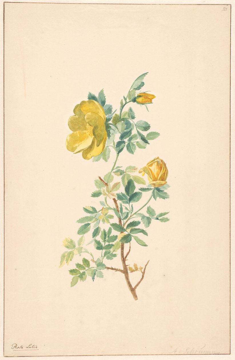 Ramo de uma rosa amarela (Rosa Lutea) de Willem van Leen (attributed to)