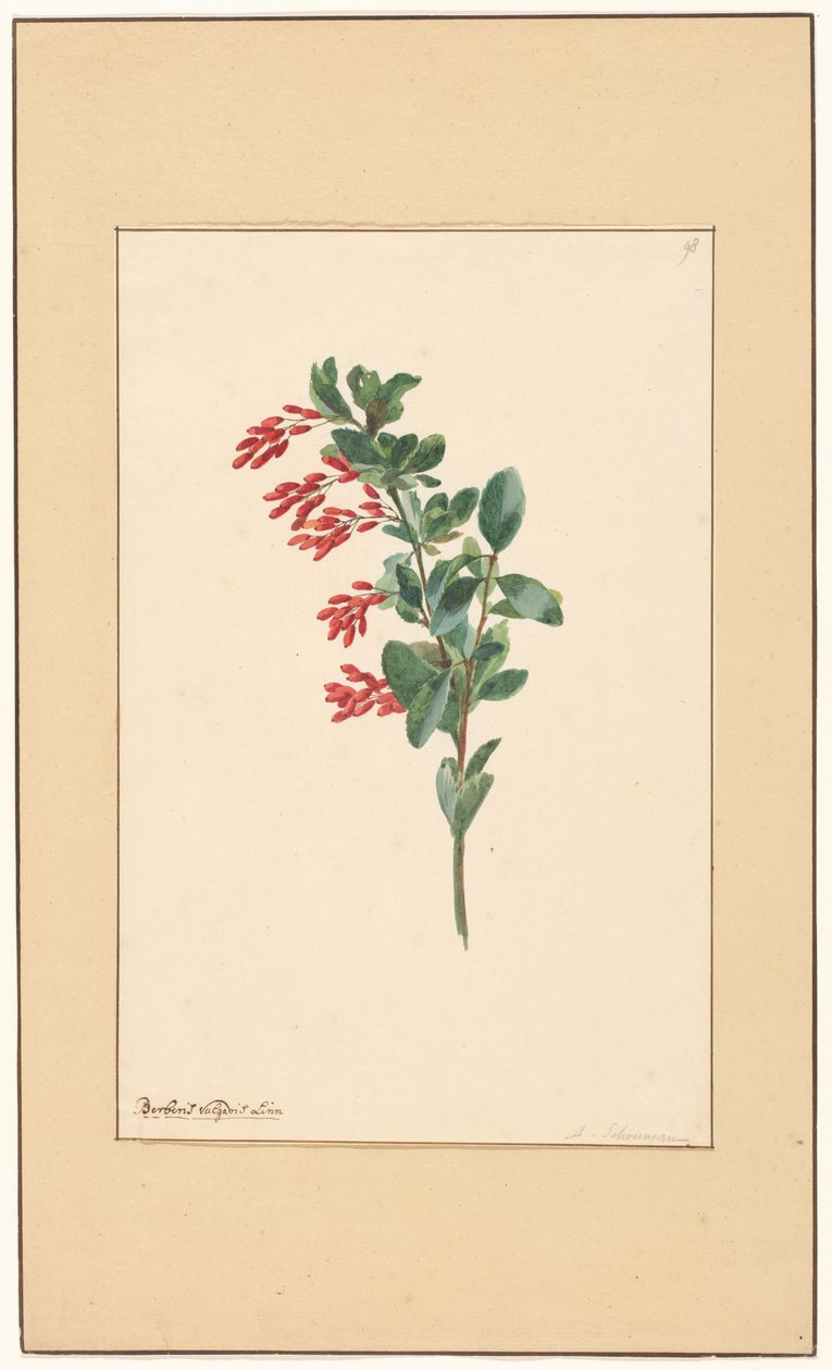 Ramo de um sourberry de Willem van Leen (attributed to)
