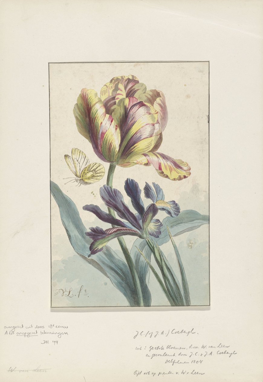 Tulipa e íris de Willem van Leen
