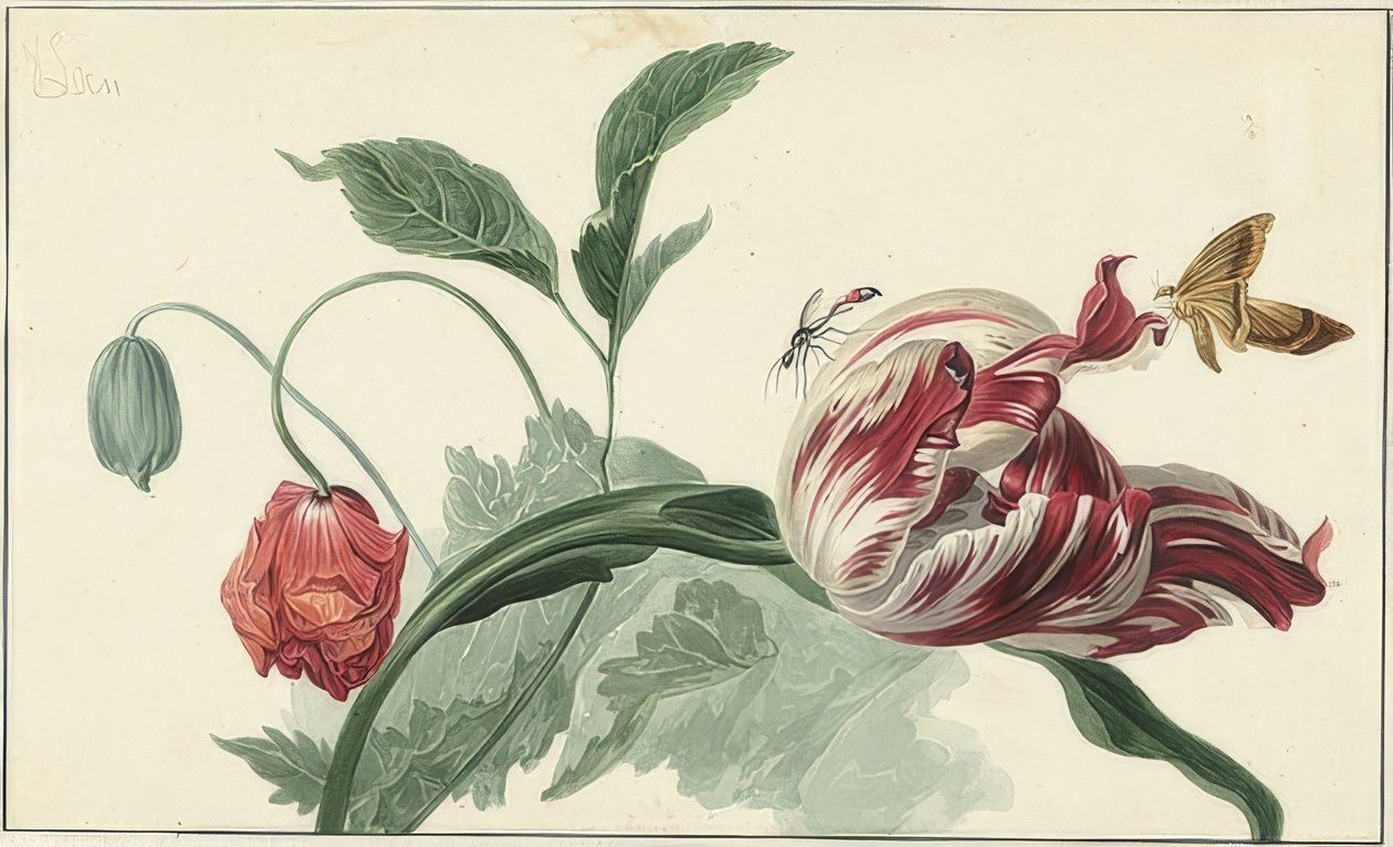 Sementes de tulipa e papoula de Willem van Leen