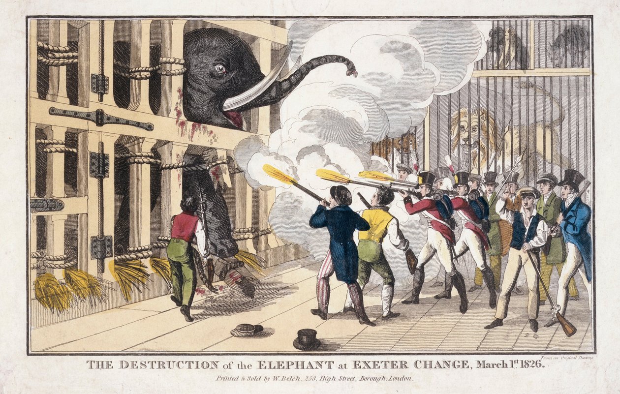 A destruição do elefante destruída em Exeter de William Belch