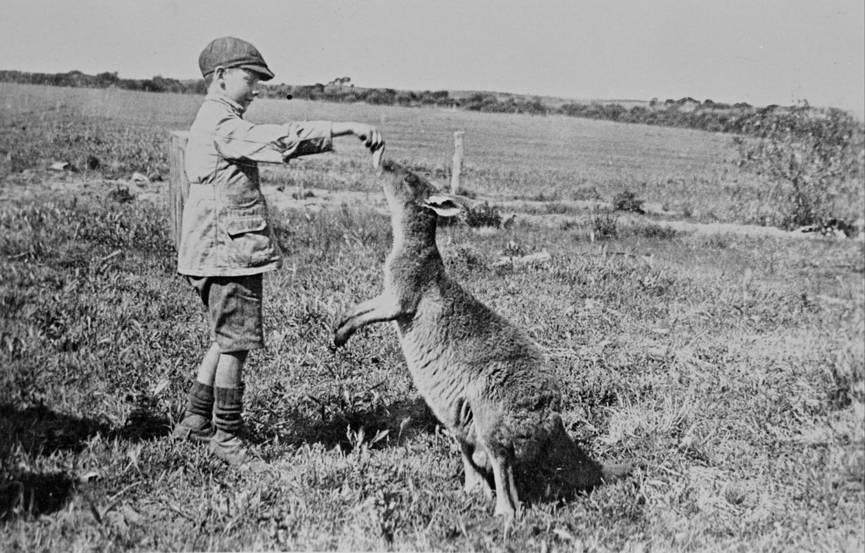 Paddy Dickson alimentando Kanga Joe de William Boyd