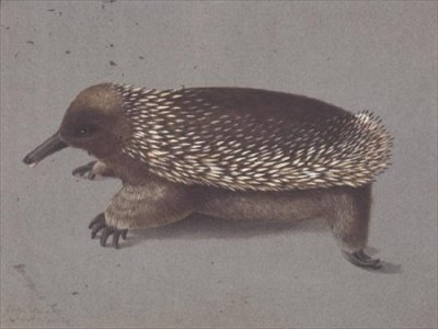 Echidna espinhoso, do século XIX de William Buelow Gould