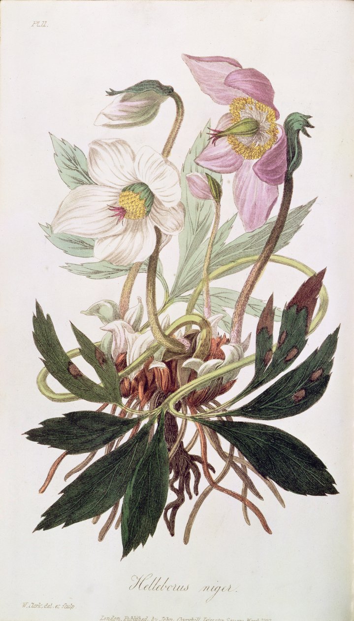 Christmas Rose: de &39;Medical Botany&39;, publicado por John Churchill, março de 1827 de William Clark