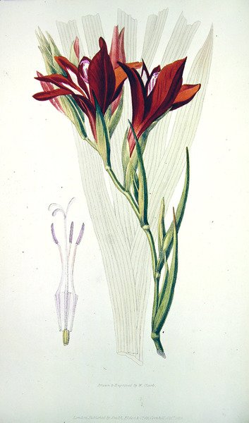 Gladíolo: (vermelho) de `Flora Conspicua, publicado por Smith, Elder & Co, outubro de 1825 de William Clark