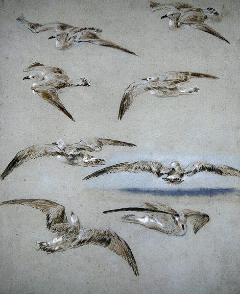 Sete Gaivotas (lápis, wc e bodycolour no papel) de Clarkson Frederick Stanfield