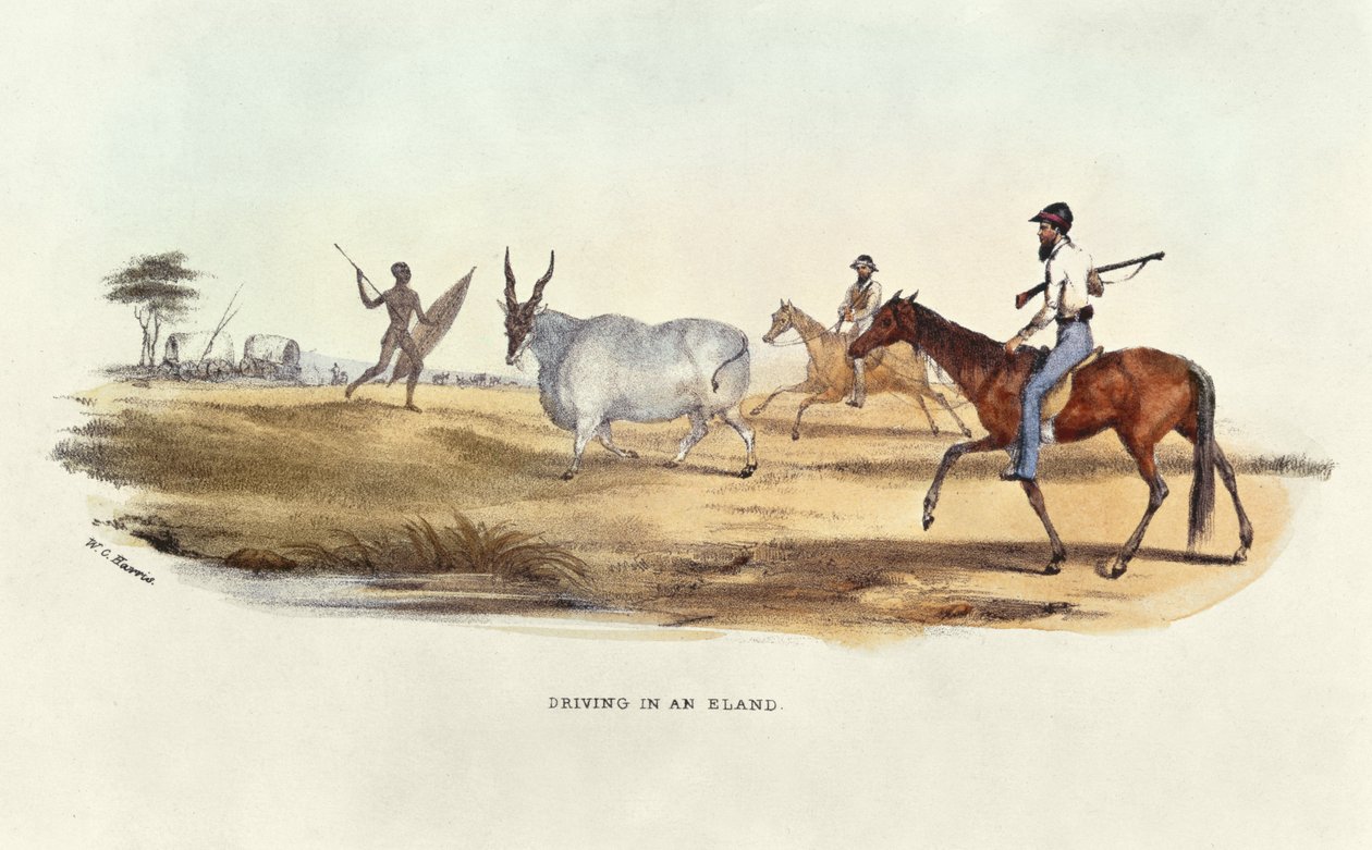 Dirigindo em um Eland, ilustração de Wild Sports da África do Sul, por WC Harris, 1841 de William Cornwallis Harris